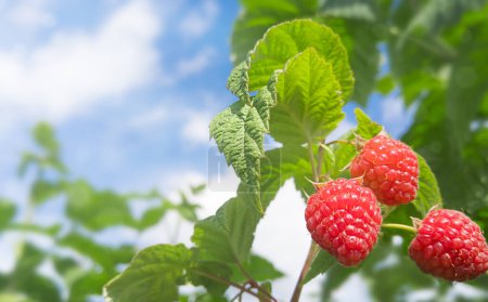 Photo for Juicy raspberries on a green bush against a blue sky - Royalty Free Image