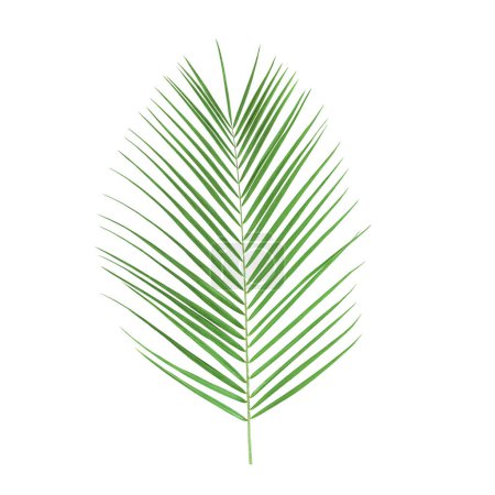 Palmblatt isoliert auf weißem Hintergrund. Archivbild.
