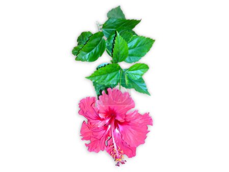 Hibiscus flower set collection isolated on white background. Close up macro fotografi. Top viewHibiscus flower set collection isolated on white background. Close up macro fotografi. Top view