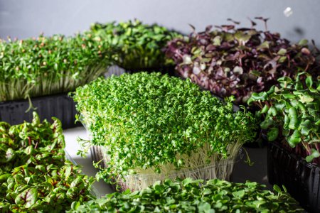 Photo for Microgreens growing background with microgreen. Assorted of microgreens. Vegetarian raw healthy food concept. Place for text - Royalty Free Image