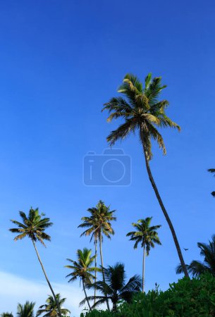 Téléchargez les photos : Gros plan de cocotiers sous le ciel bleu - en image libre de droit