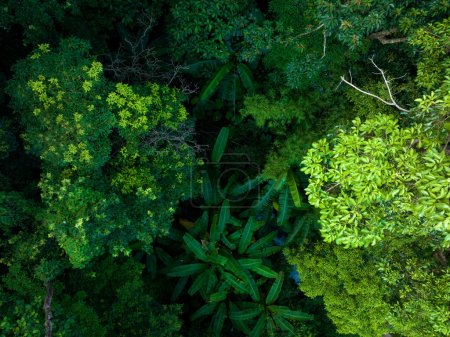 Téléchargez les photos : Vue aérienne de la forêt tropicale en été - en image libre de droit