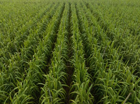 Foto de Vista aérea de plantas de caña de azúcar que crecen en el campo - Imagen libre de derechos