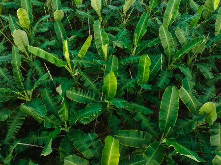 Photo for Aerial view of banana trees growing at field - Royalty Free Image