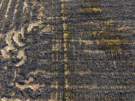 Photo for Burnt rice paddy after harvest in winter - Royalty Free Image