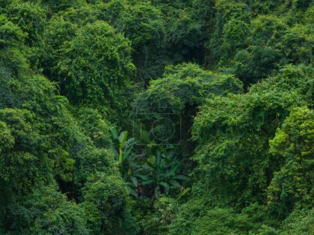 Photo for Aerial view of tropical forest in summer - Royalty Free Image