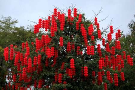 Téléchargez les photos : Vue de l'arbre vert décoré de lanternes rouges traditionnelles pour célébrer la fête du printemps chinois - en image libre de droit