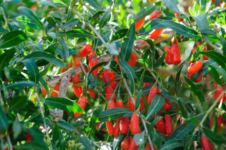 Foto de Frutos y plantas de bayas de Goji en jardín soleado - Imagen libre de derechos