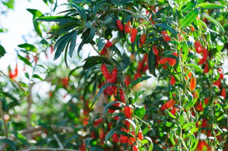 Photo for Goji berry fruits and plants in sunshine garden - Royalty Free Image