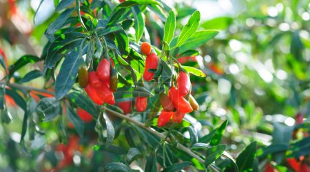 Photo for Goji berry fruits and plants in sunshine garden - Royalty Free Image