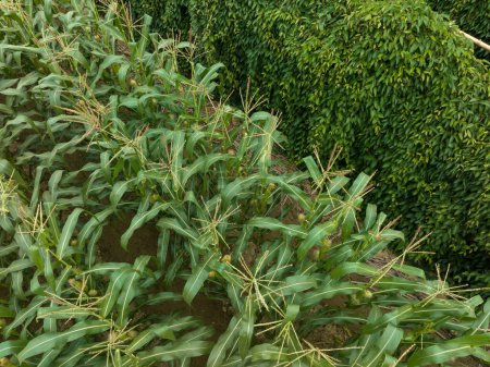Téléchargez les photos : Culture de maïs vert et plants d'igname en croissance à la ferme - en image libre de droit