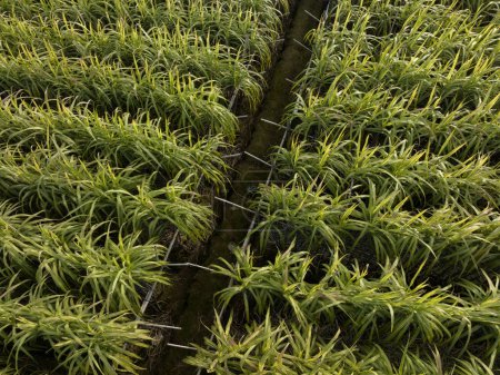 Foto de Vista aérea de plantas de caña de azúcar que crecen en el campo - Imagen libre de derechos