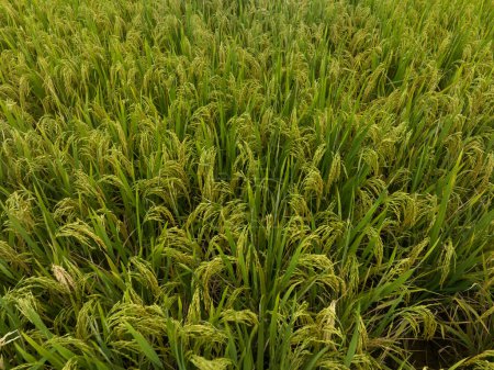 Photo for Aerial view of the rice field from drone - Royalty Free Image