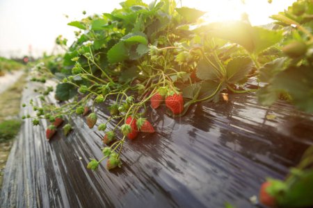 Foto de Frutos de fresa en crecimiento en el jardín - Imagen libre de derechos