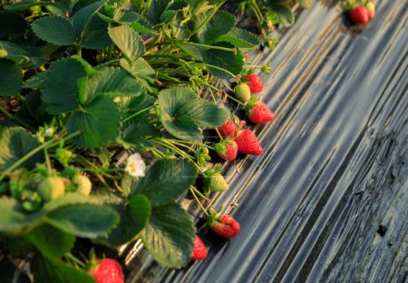 Photo for Strawberry fruits in growth in garden - Royalty Free Image