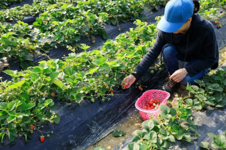 Photo for Woman picking strawberry fruits in spring garden - Royalty Free Image