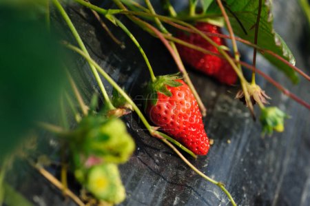 Téléchargez les photos : Fruits de la fraise en croissance dans le jardin - en image libre de droit