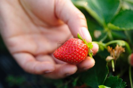 Foto de Recogida a mano de fruta de fresa en el jardín de primavera - Imagen libre de derechos