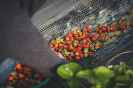 Téléchargez les photos : Femme cueillette de fraises dans le jardin de printemps - en image libre de droit