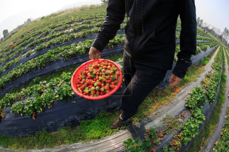 Photo for People picking strawberr in spring garden - Royalty Free Image