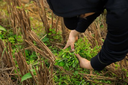 Téléchargez les photos : Femme cueillette à la main des herbes au jardin - en image libre de droit