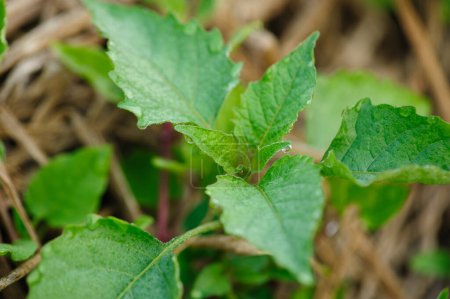 Téléchargez les photos : Solanum nigrum vert au printemps - en image libre de droit