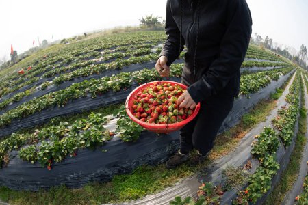 Photo for People picking strawberry in spring garden - Royalty Free Image