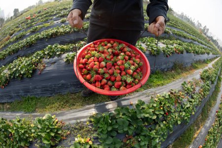 Foto de La gente recogiendo fresa en el jardín de primavera - Imagen libre de derechos