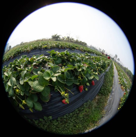 Téléchargez les photos : Farmer cueillette de fraises dans le jardin de printemps - en image libre de droit