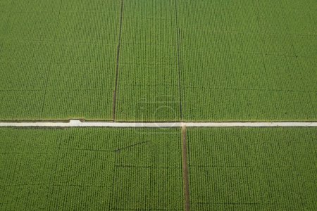 Téléchargez les photos : Vue aérienne de plants de canne à sucre poussant au champ - en image libre de droit