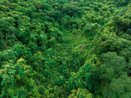 Photo for Aerial view of tropical forest in summer - Royalty Free Image
