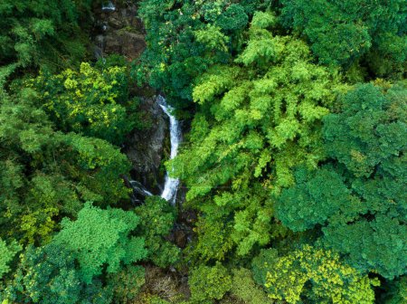 Téléchargez les photos : Vue aérienne de la forêt tropicale en été - en image libre de droit