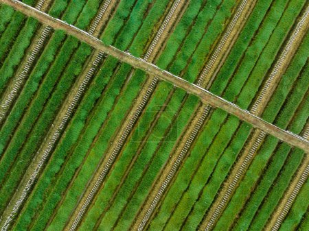 Téléchargez les photos : Feuilles de poireau vert en croissance au potager - en image libre de droit