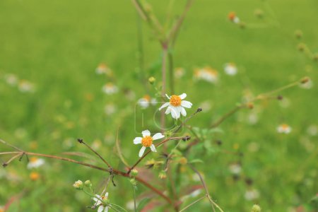 Téléchargez les photos : Belles petites fleurs blanches bidens pilosa fleurissant en hiver - en image libre de droit