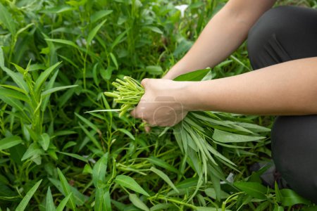 Foto de Mujer manos recogiendo hierba en el jardín - Imagen libre de derechos
