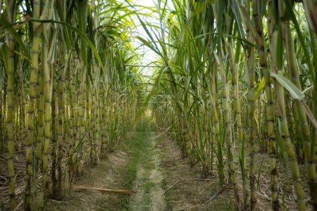 Téléchargez les photos : Champ de canne à sucre avec des plantes en croissance - en image libre de droit