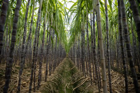Téléchargez les photos : Champ de canne à sucre avec des plantes en croissance - en image libre de droit
