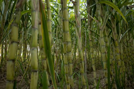 Photo for Sugarcane field with plants growing - Royalty Free Image