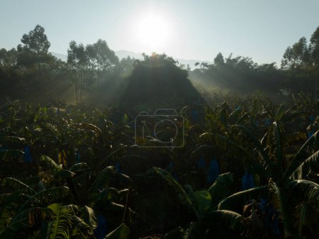 Téléchargez les photos : Bananiers poussant dans les champs - en image libre de droit