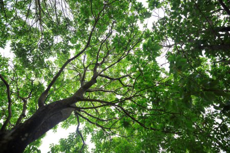 Foto de Looking up tree trunks in tropical forest - Imagen libre de derechos