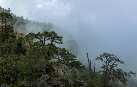 Foto de Vista aérea del hermoso paisaje montañoso del bosque de gran altitud en el Tíbet, China - Imagen libre de derechos
