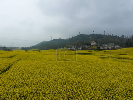 Foto de Vista aérea de flores de colé amarillo floreciendo en el campo, provincia de Yunnan, China - Imagen libre de derechos