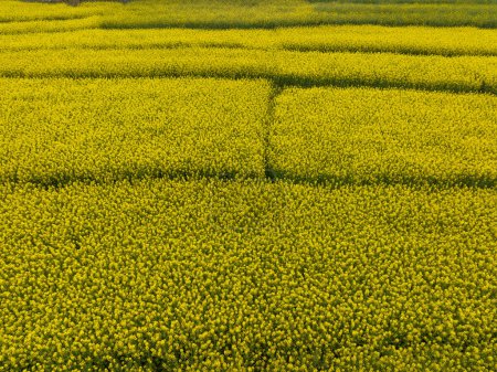 Téléchargez les photos : Vue aérienne des fleurs jaunes de l'école fleurissant à la campagne, province du Yunnan, Chine - en image libre de droit