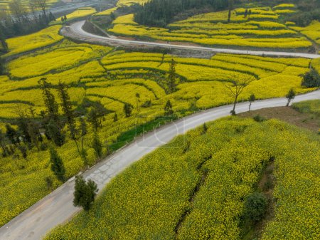 Photo for Aerial view of yellow cole flowers flowering at countryside, Yunnan province,China - Royalty Free Image