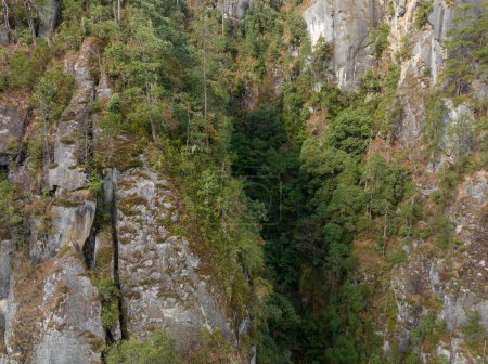 Téléchargez les photos : Belle vue sur la forêt dans les montagnes - en image libre de droit