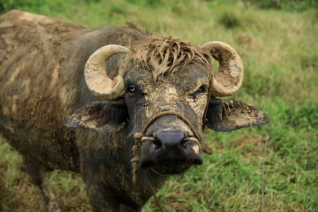 Téléchargez les photos : Buffalo sur l'herbe dans la nature de printemps - en image libre de droit