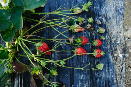 Foto de Frutos de fresa en crecimiento en el jardín - Imagen libre de derechos
