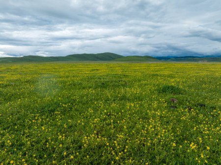 Photo for Aerial  view of beautiful high altitude grassland and flowers, China - Royalty Free Image
