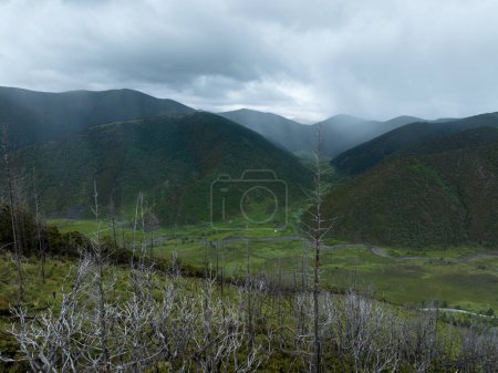 Photo for Aerial view of burnt pine tree forest by lightning caused fire landscape in Sichuan, China - Royalty Free Image