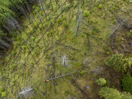 Téléchargez les photos : Vue aérienne de la forêt de pins brûlés par la foudre a causé un incendie paysage dans le Sichuan, en Chine - en image libre de droit